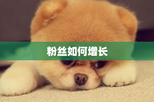 粉丝如何增长-第1张图片-ZBLOG